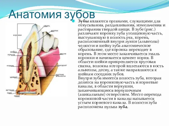 Анатомия зубов Зубы являются органами, служащими для откусывания, раздавливания, измельчения