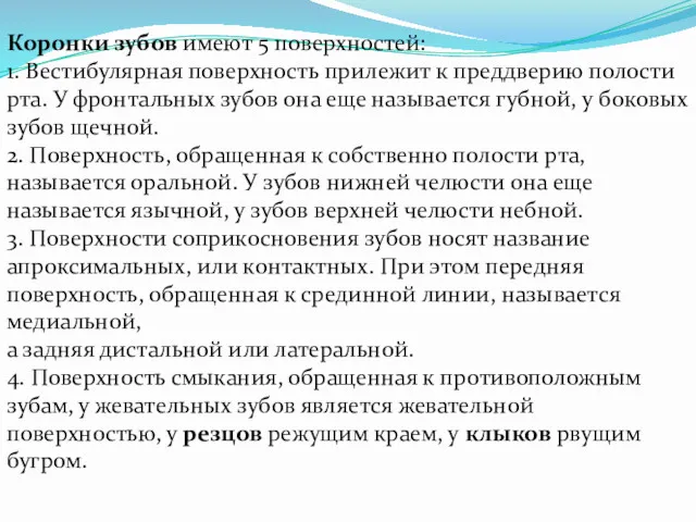 Коронки зубов имеют 5 поверхностей: 1. Вестибулярная поверхность прилежит к