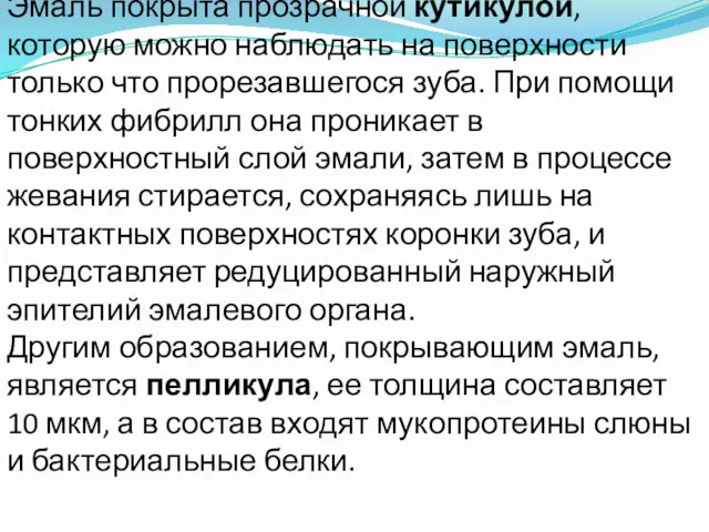 Эмаль покрыта прозрачной кутикулой, которую можно наблюдать на поверхности только