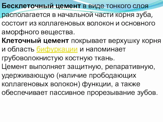 Бесклеточный цемент в виде тонкого слоя располагается в начальной части