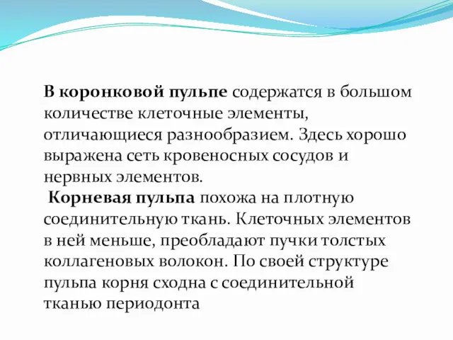 В коронковой пульпе содержатся в большом количестве клеточные элементы, отличающиеся