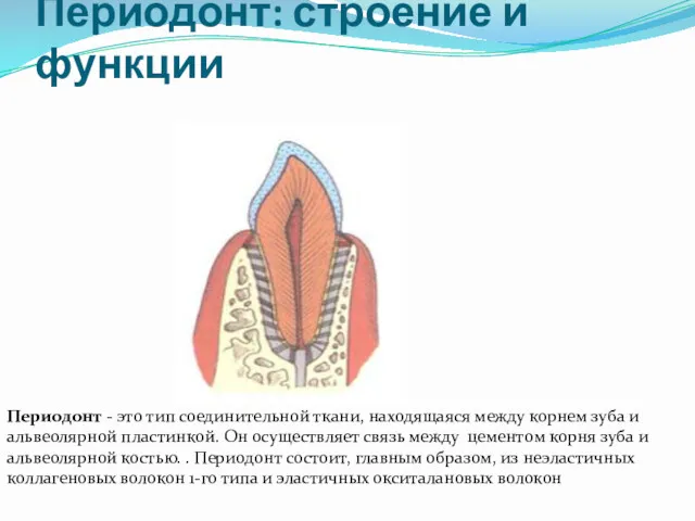 Периодонт: строение и функции Периодонт - это тип соединительной ткани,