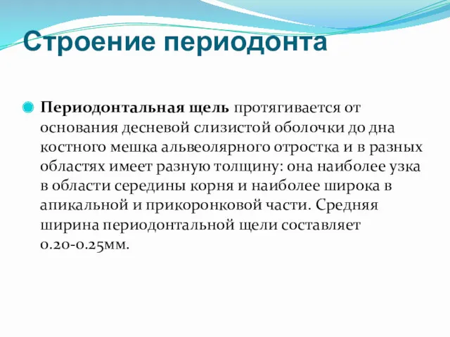 Строение периодонта Периодонтальная щель протягивается от основания десневой слизистой оболочки