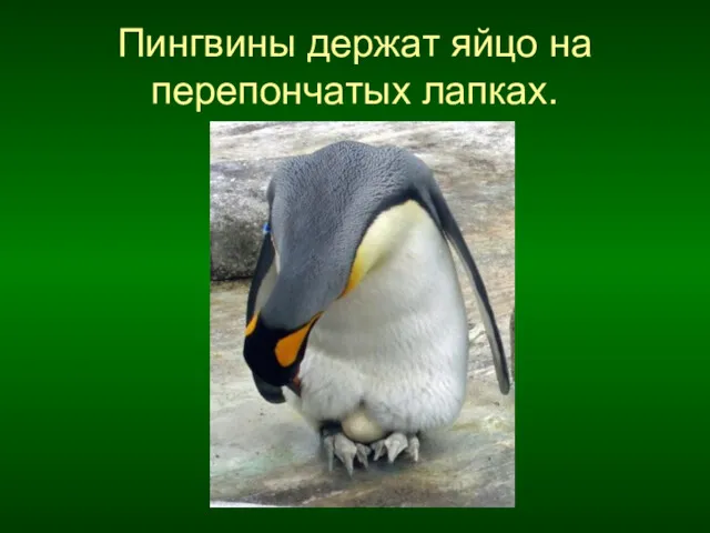 Пингвины держат яйцо на перепончатых лапках.
