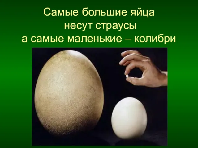 Самые большие яйца несут страусы а самые маленькие – колибри