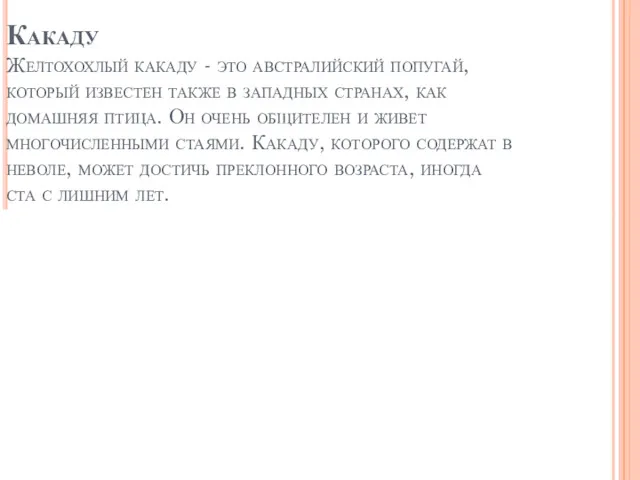 Какаду Желтохохлый какаду - это австралийский попугай, который известен также