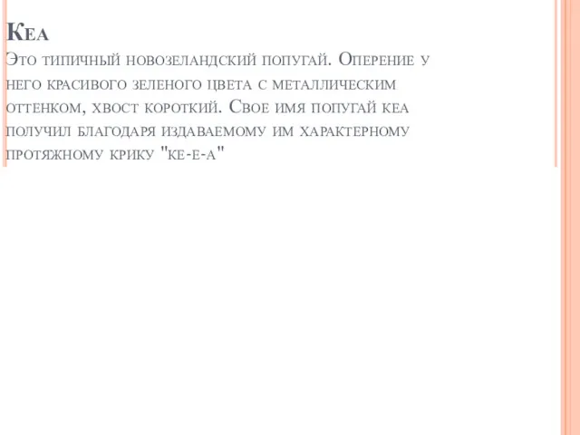 Кеа Это типичный новозеландский попугай. Оперение у него красивого зеленого