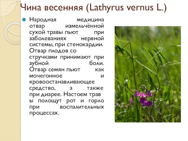 Чина весенняя (Lathyrus vernus L.) Народная медицина отвар измельчённой сухой