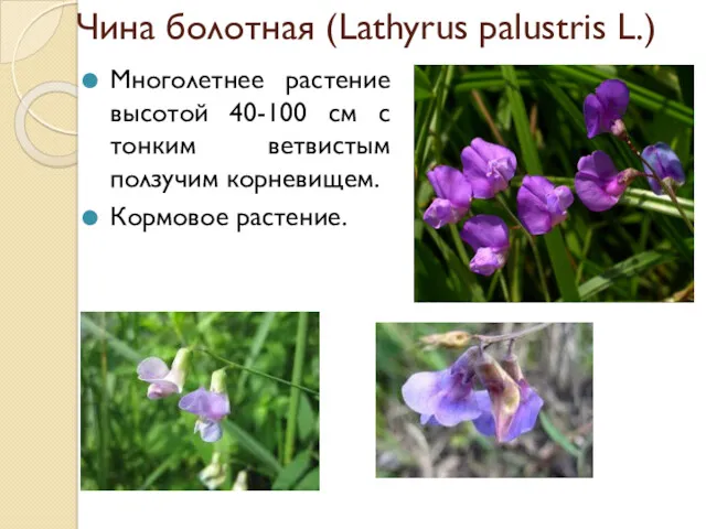 Чина болотная (Lathyrus palustris L.) Многолетнее растение высотой 40-100 см