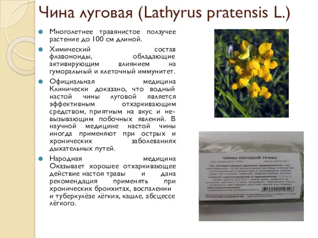 Чина луговая (Lathyrus pratensis L.) Многолетнее травянистое ползучее растение до