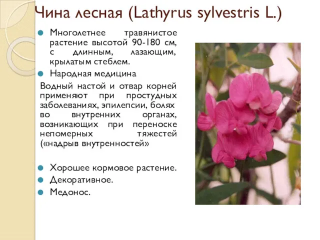 Чина лесная (Lathyrus sylvestris L.) Многолетнее травянистое растение высотой 90-180