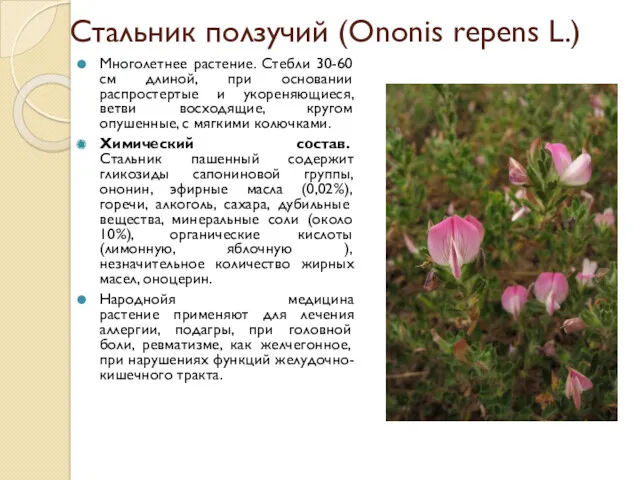 Стальник ползучий (Ononis repens L.) Многолетнее растение. Стебли 30-60 см