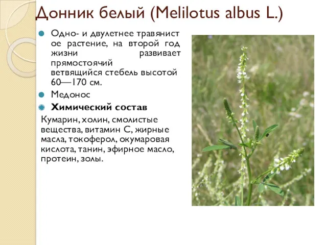 Донник белый (Melilotus albus L.) Одно- и двулетнее травянистое растение,