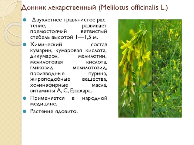 Донник лекарственный (Melilotus officinalis L.) Двухлетнее травянистое растение, развивает прямостоячий
