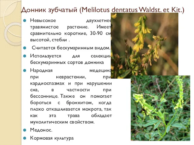 Донник зубчатый (Melilotus dentatus Waldst. et Kit.) Невысокое двухлетнее травянистое