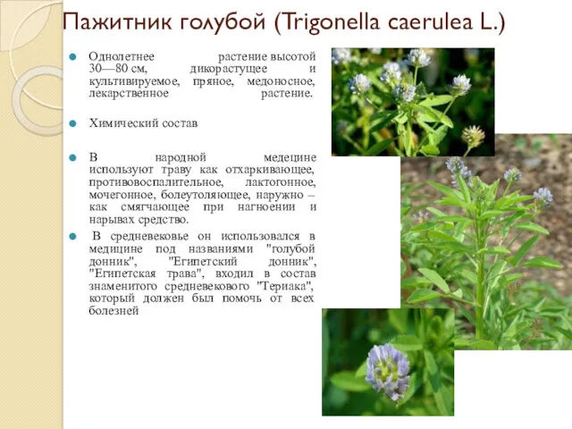 Пажитник голубой (Trigonella caerulea L.) Однолетнее растение высотой 30—80 см,