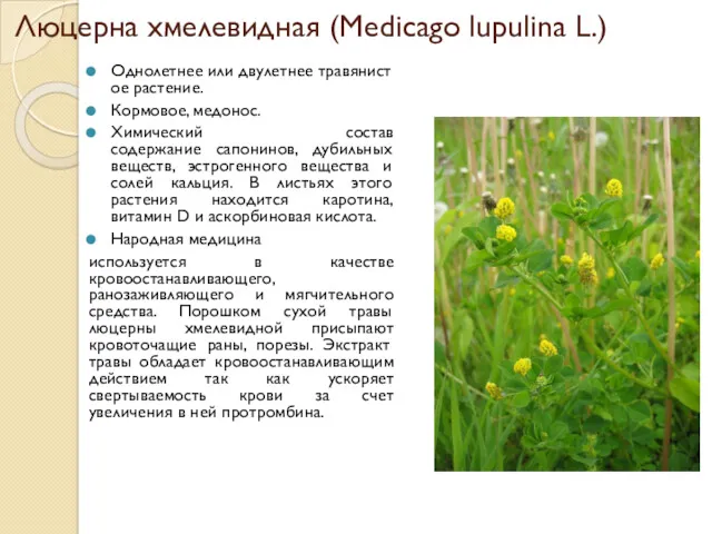 Люцерна хмелевидная (Medicago lupulina L.) Однолетнее или двулетнее травянистое растение.