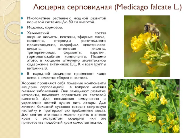 Люцерна серповидная (Medicago falcate L.) Многолетнее растение с мощной развитой
