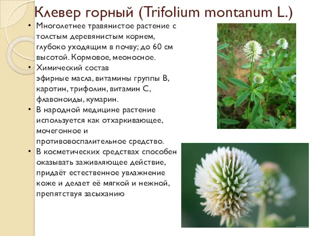 Клевер горный (Trifolium montanum L.) Многолетнее травянистое растение с толстым