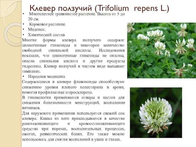Клевер ползучий (Trifolium repens L.) Многолетнее травянистое растение. Высота от