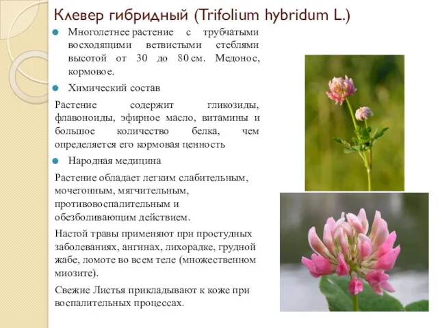 Клевер гибридный (Trifolium hybridum L.) Многолетнее растение с трубчатыми восходящими