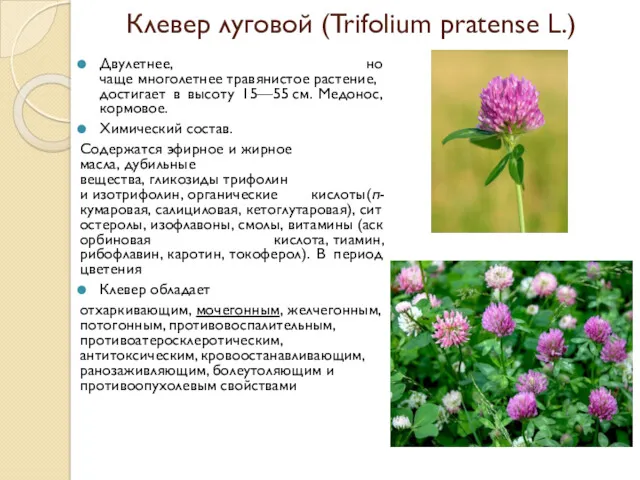 Клевер луговой (Trifolium pratense L.) Двулетнее, но чаще многолетнее травянистое