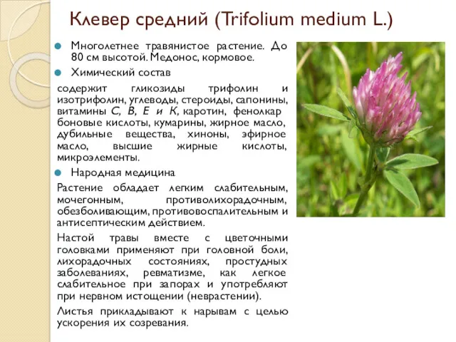 Клевер средний (Trifolium medium L.) Многолетнее травянистое растение. До 80