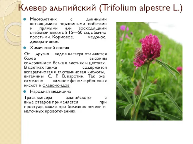 Клевер альпийский (Trifolium alpestre L.) Многолетник с длинными ветвящимися подземными