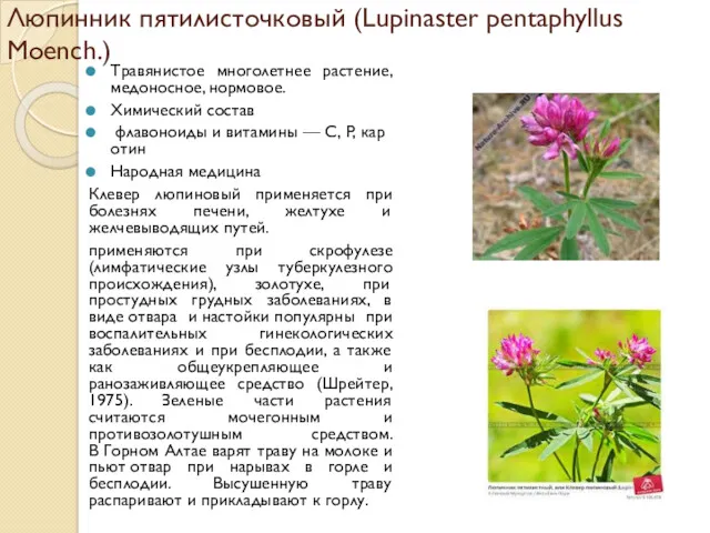 Люпинник пятилисточковый (Lupinaster pentaphyllus Moench.) Травянистое многолетнее растение, медоносное, нормовое.