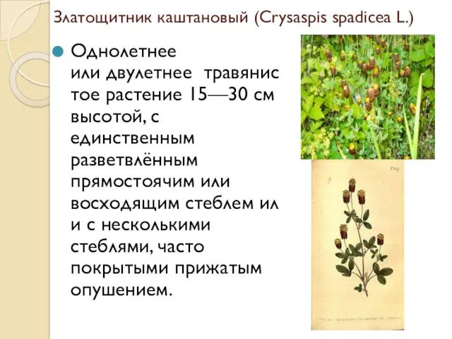 Златощитник каштановый (Crysaspis spadicea L.) Однолетнее или двулетнее травянистое растение