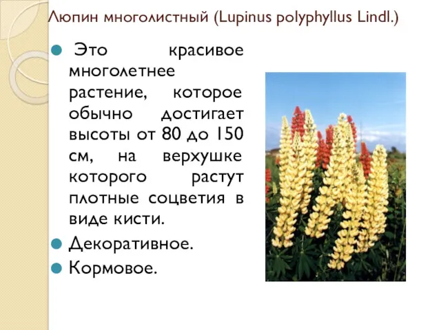 Люпин многолистный (Lupinus polyphyllus Lindl.) Это красивое многолетнее растение, которое