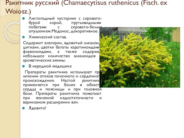 Ракитник русский (Chamaecytisus ruthenicus (Fisch. ex Woiosz.) Листопадный кустарник с