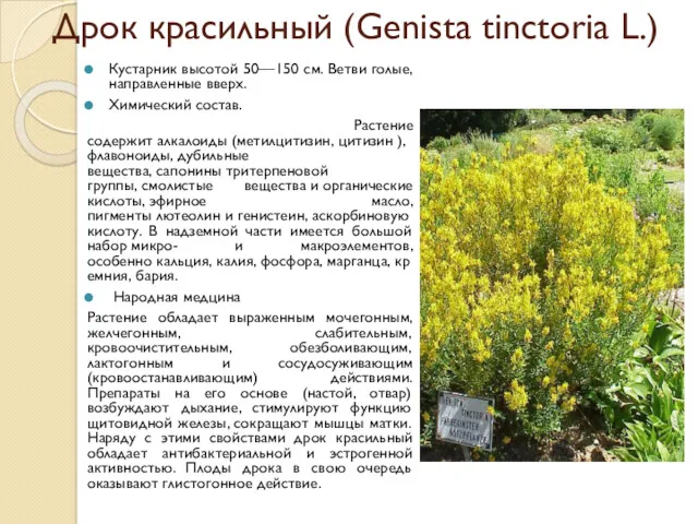Дрок красильный (Genista tinctoria L.) Кустарник высотой 50—150 см. Ветви
