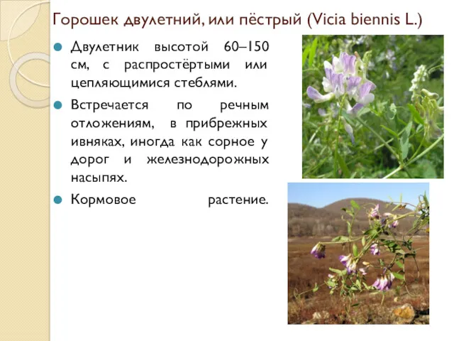 Горошек двулетний, или пёстрый (Vicia biennis L.) Двулетник высотой 60–150