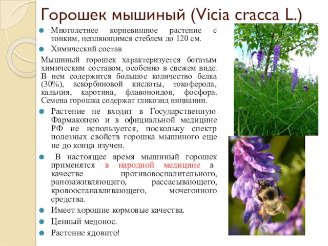 Горошек мышиный (Vicia cracca L.) Многолетнее корневищное растение с тонким,