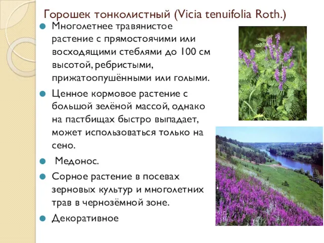 Горошек тонколистный (Vicia tenuifolia Roth.) Многолетнее травянистое растение с прямостоячими