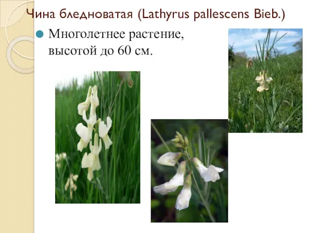 Чина бледноватая (Lathyrus pallescens Bieb.) Многолетнее растение, высотой до 60 см.