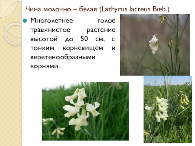 Чина молочно – белая (Lathyrus lacteus Bieb.) Многолетнее голое травянистое