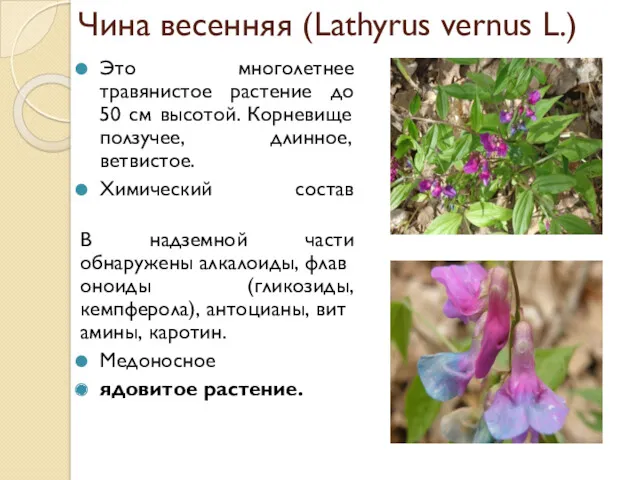 Чина весенняя (Lathyrus vernus L.) Это многолетнее травянистое растение до