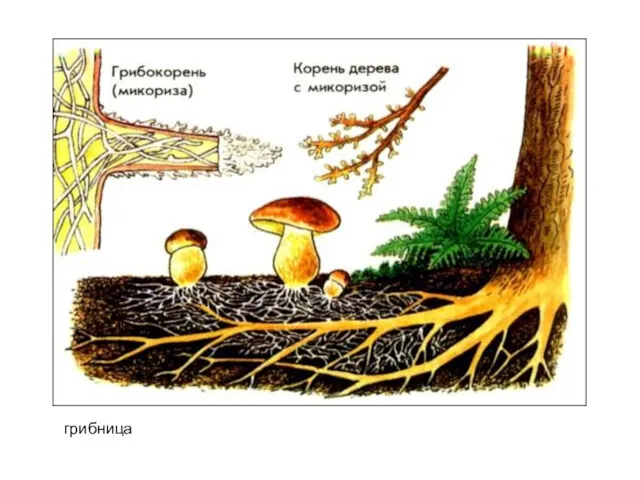 грибница