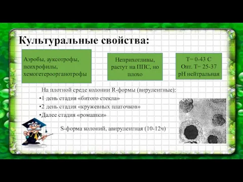 Культуральные свойства: Аэробы, ауксотрофы, психрофилы, хемогетероорганотрофы Неприхотливы, растут на ППС, но плохо T=