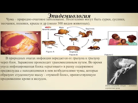 Эпидемиология Чума – природно-очаговое заболевание. Носителями могут быть сурки, суслики, песчанки, полевки, крысы