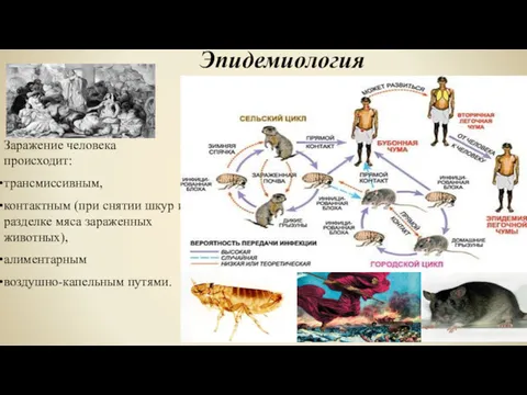 Заражение человека происходит: трансмиссивным, контактным (при снятии шкур и разделке мяса зараженных животных),