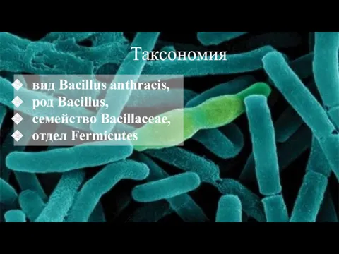 Таксономия вид Bacillus anthracis, род Bacillus, семейство Bacillaceae, отдел Fermicutes