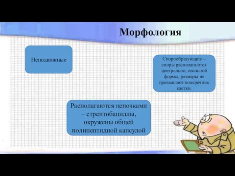 Морфология Неподвижные Спорообразующие – споры располагаются центрально, овальной формы, размеры не превышают поперечник