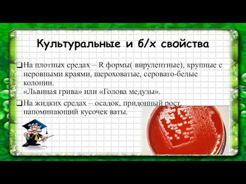 Культуральные и б/х свойства На плотных средах – R формы( вирулентные), крупные с