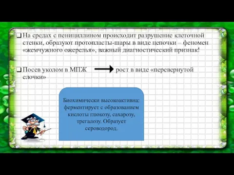 На средах с пенициллином происходит разрушение клеточной стенки, образуют протопласты-шары в виде цепочки