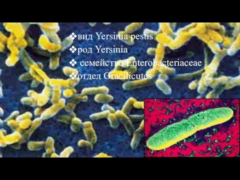 вид Yersinia pestis род Yersinia семейство Enterobacteriaceae отдел Gracilicutes
