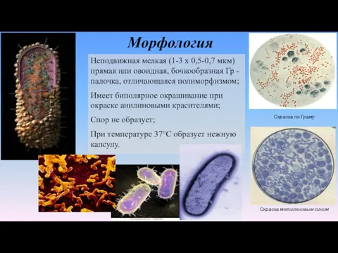 Морфология Неподвижная мелкая (1-3 х 0,5-0,7 мкм) прямая или овоидная, бочкообразная Гр -