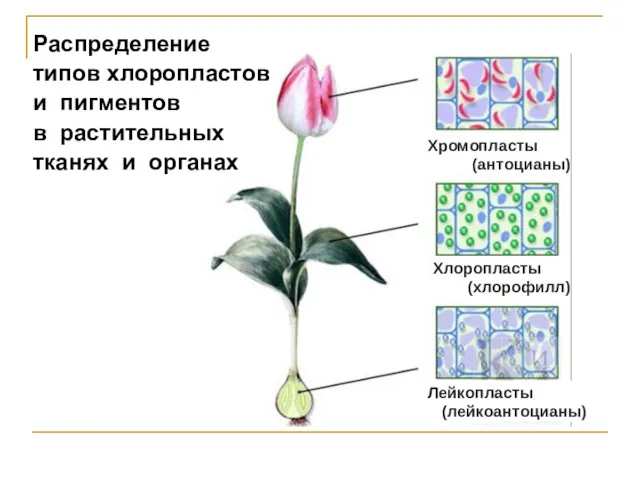 Лейкопласты (лейкоантоцианы) Хлоропласты (хлорофилл) Хромопласты (антоцианы) Распределение типов хлоропластов и пигментов в растительных тканях и органах